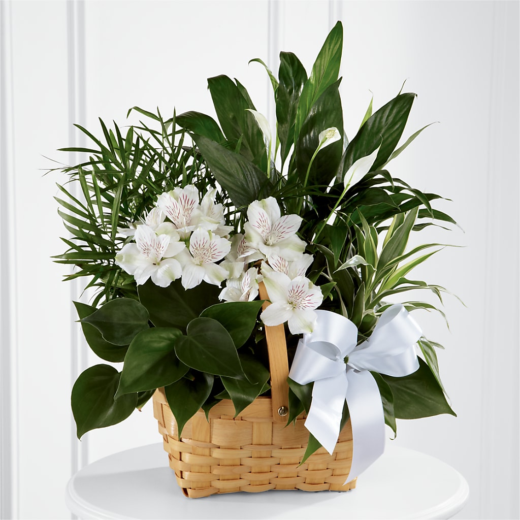 Peace & Serenity Dishgarden – FARFANS FLOWERS & DECORATIONS LLC, Frederick MD