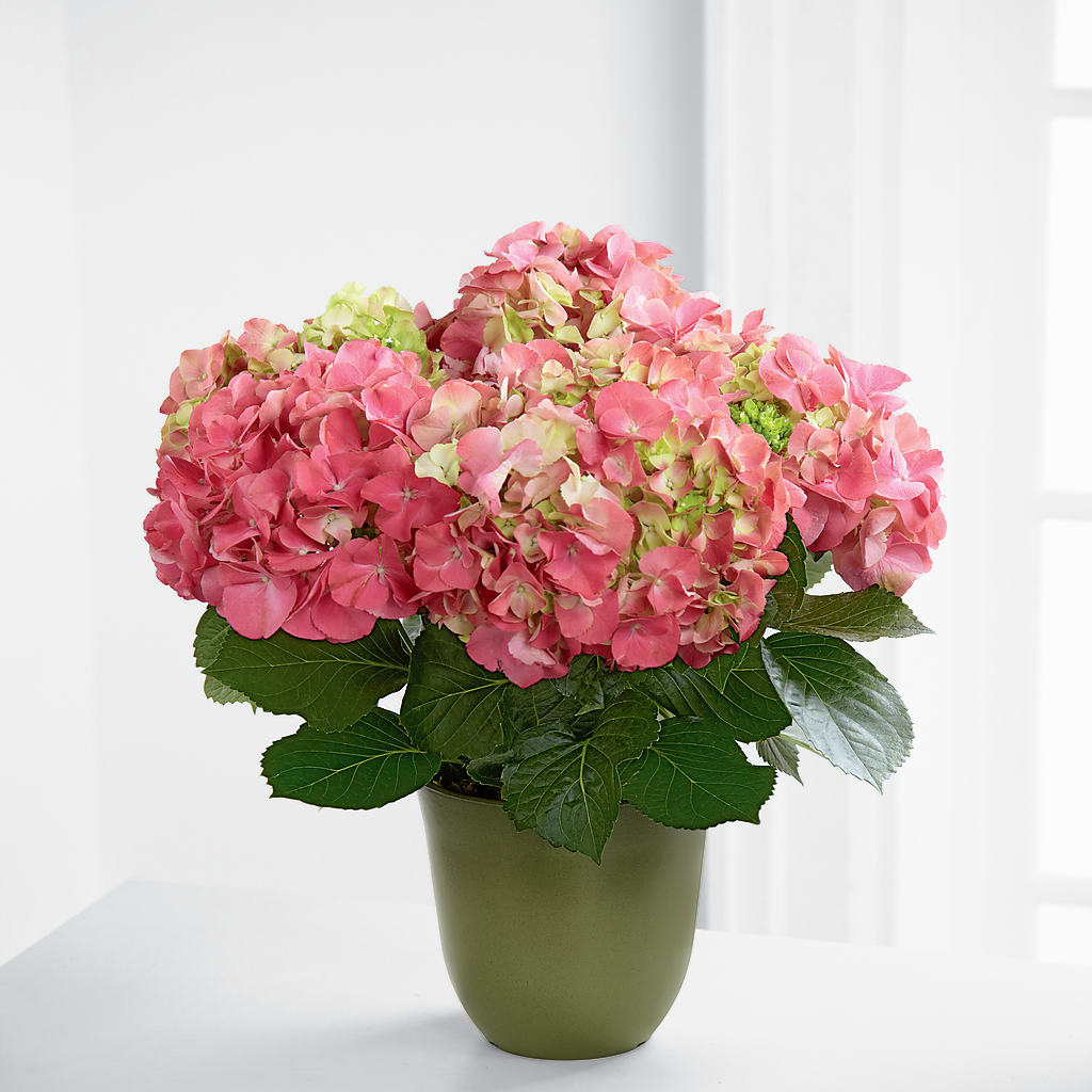 Pink Hydrangea Planter – FARFANS FLOWERS & DECORATIONS LLC, Frederick MD