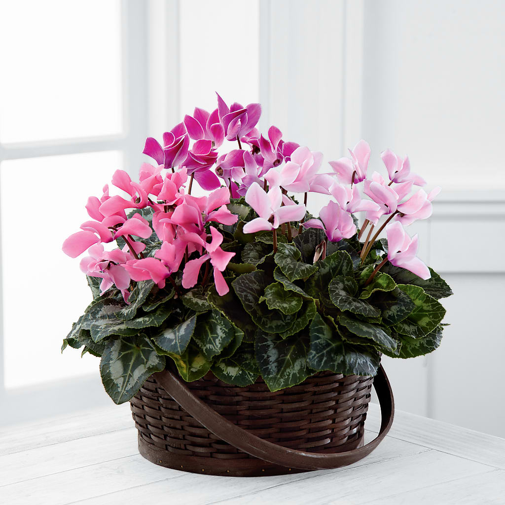 Mixed Cyclamen Planter – FARFANS FLOWERS & DECORATIONS LLC, Frederick MD