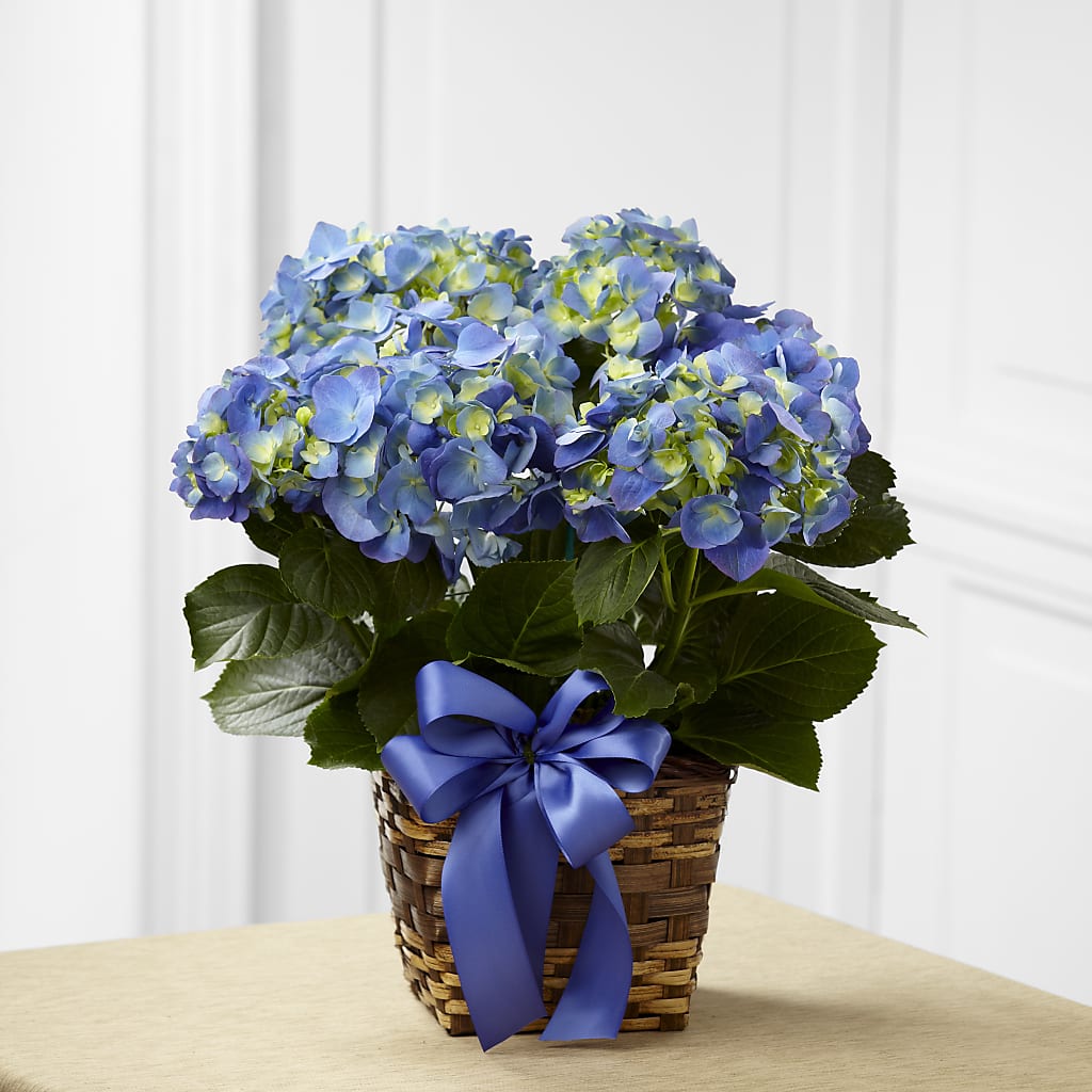 Blue Hydrangea Planter – FARFANS FLOWERS & DECORATIONS LLC, Frederick MD
