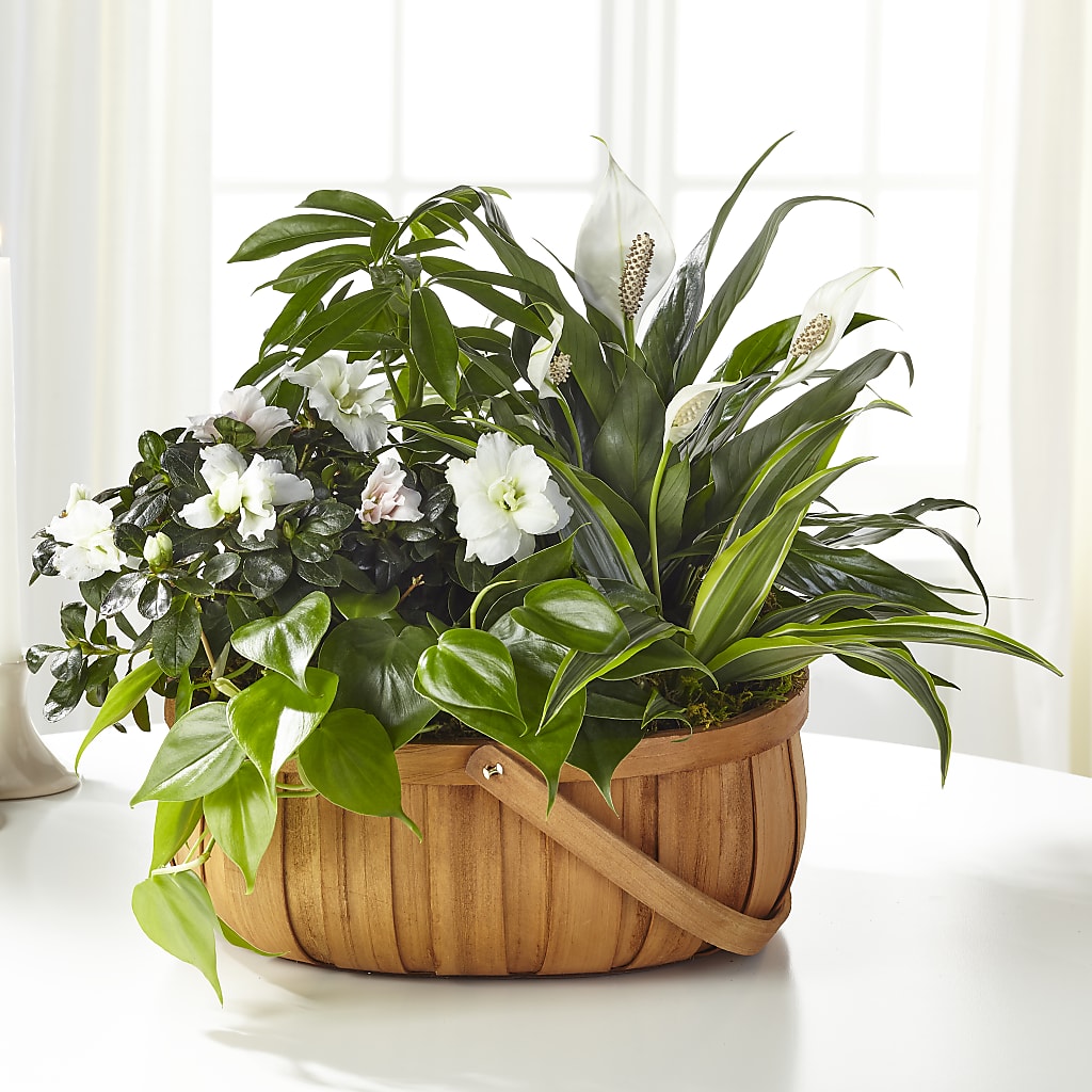 Serene Dishgarden – FARFANS FLOWERS & DECORATIONS LLC, Frederick MD