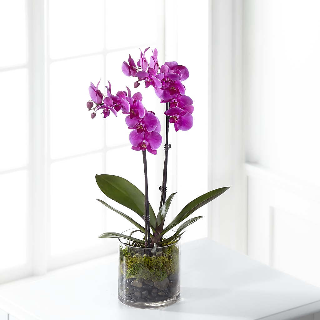 Pink Orchid Plant – FARFANS FLOWERS & DECORATIONS LLC, Frederick MD