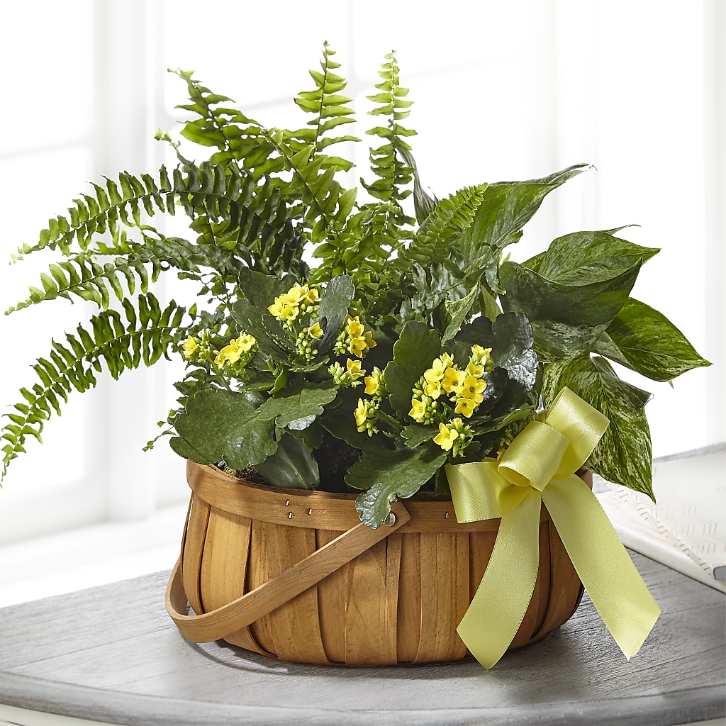 Always Dear Dishgarden – FARFANS FLOWERS & DECORATIONS LLC, Frederick MD