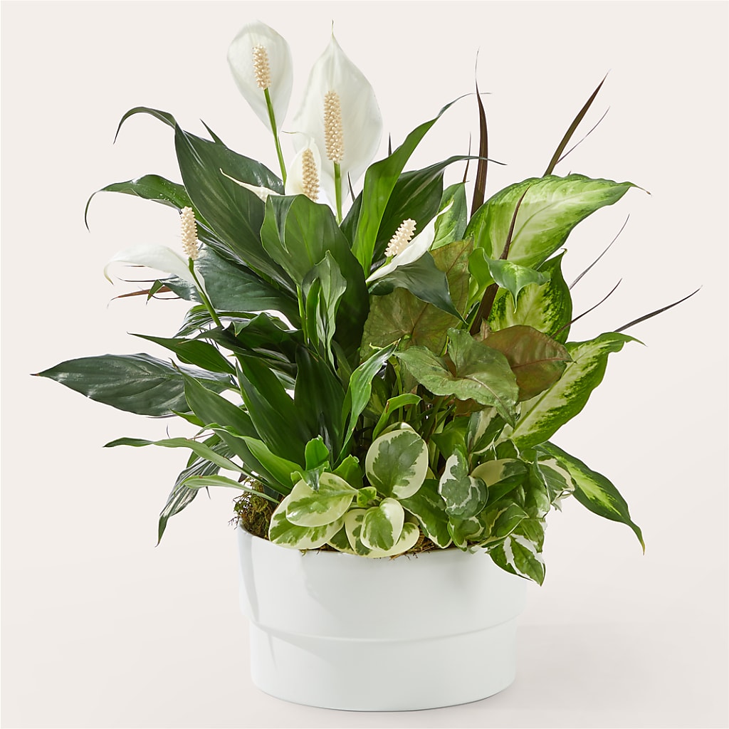 Radiating Positivity Dishgarden – FARFANS FLOWERS & DECORATIONS LLC, Frederick MD