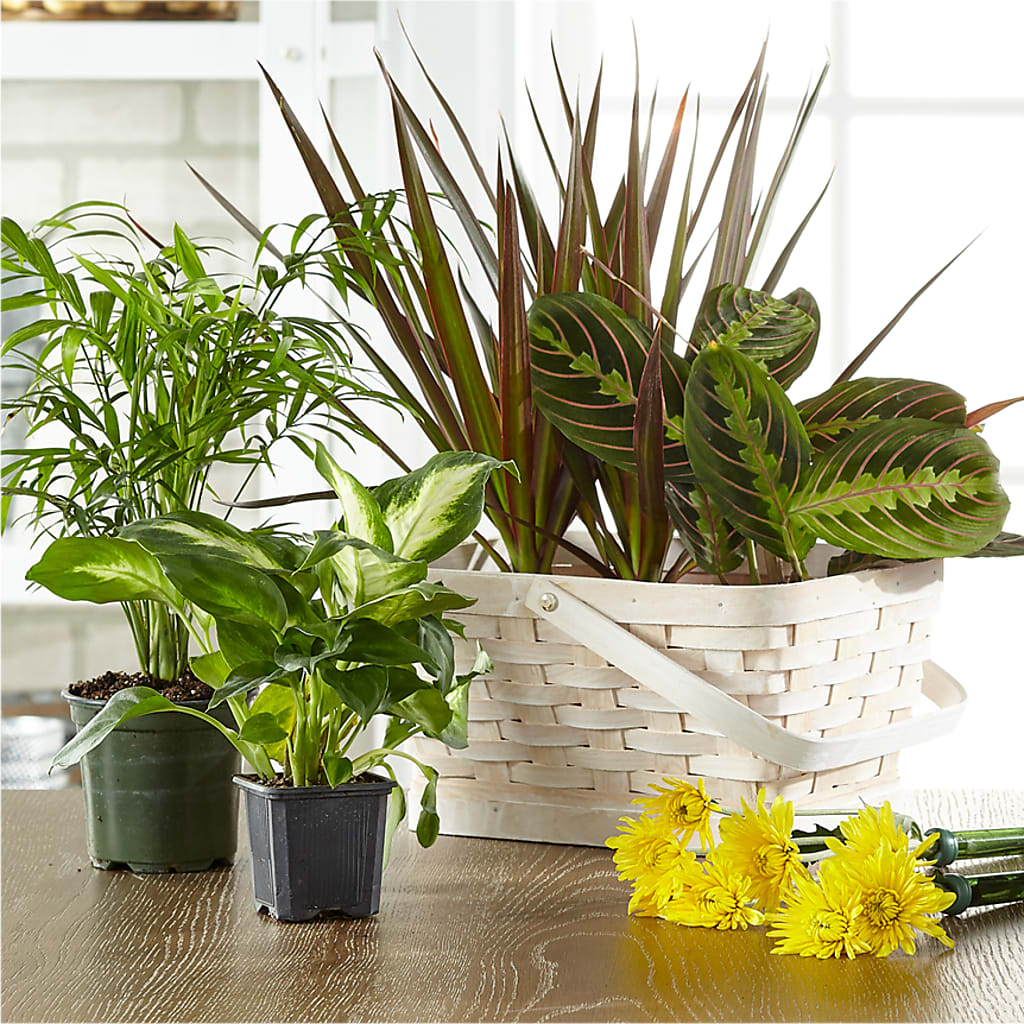Florist Designed Blooming and Green Plants in a Basket – FARFANS FLOWERS & DECORATIONS LLC, Frederick MD