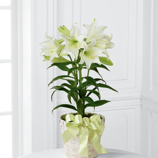 Easter Lily Plant – FARFANS FLOWERS & DECORATIONS LLC, Frederick MD