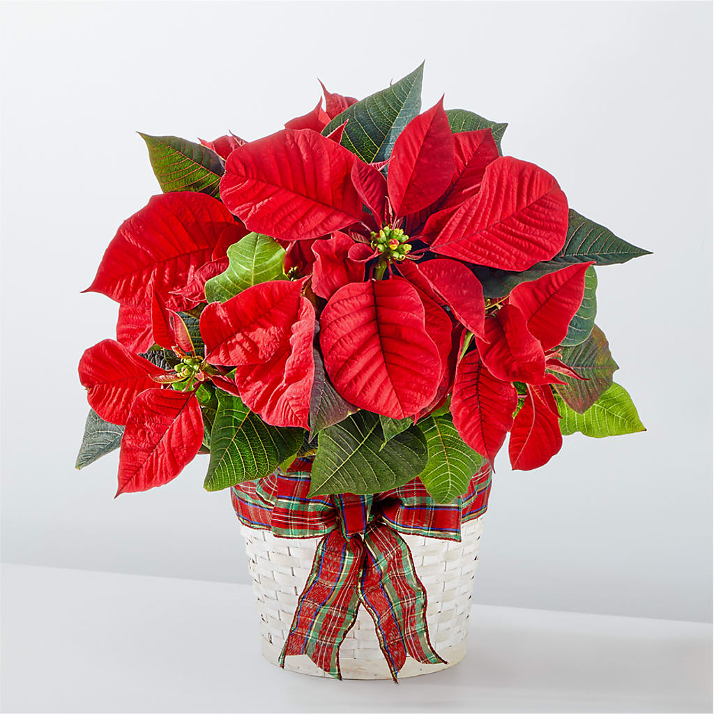 Happiest Holidays Poinsettia – FARFANS FLOWERS & DECORATIONS LLC, Frederick MD