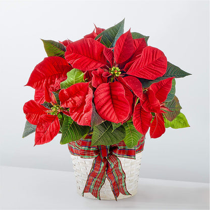 Happiest Holidays Poinsettia – FARFANS FLOWERS & DECORATIONS LLC, Frederick MD