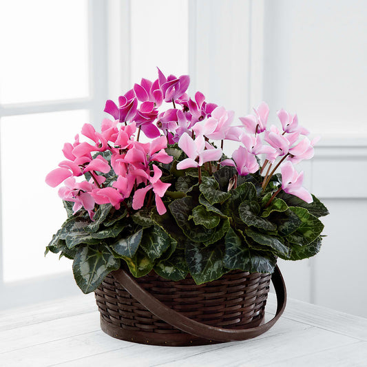 Mixed Cyclamen Planter – FARFANS FLOWERS & DECORATIONS LLC, Frederick MD