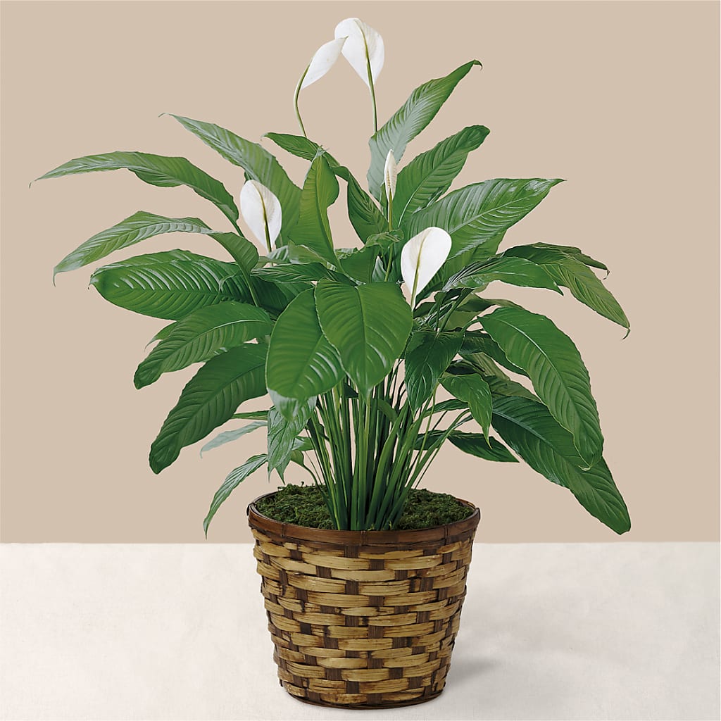 Tranquil Moments Peace Lily Plant – FARFANS FLOWERS & DECORATIONS LLC, Frederick MD