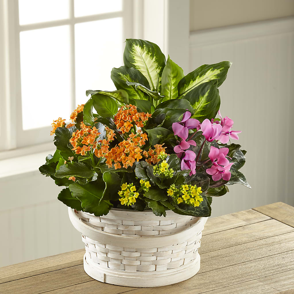 Color Crush Dishgarden – FARFANS FLOWERS & DECORATIONS LLC, Frederick MD