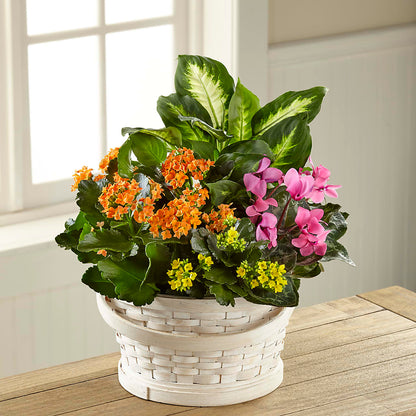 Color Crush Dishgarden – FARFANS FLOWERS & DECORATIONS LLC, Frederick MD