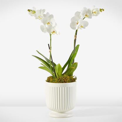 Whispering White Orchid – FARFANS FLOWERS & DECORATIONS LLC, Frederick MD