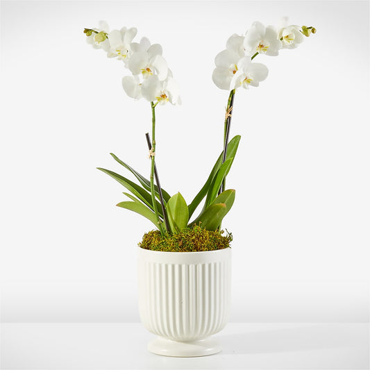 Whispering White Orchid – FARFANS FLOWERS & DECORATIONS LLC, Frederick MD