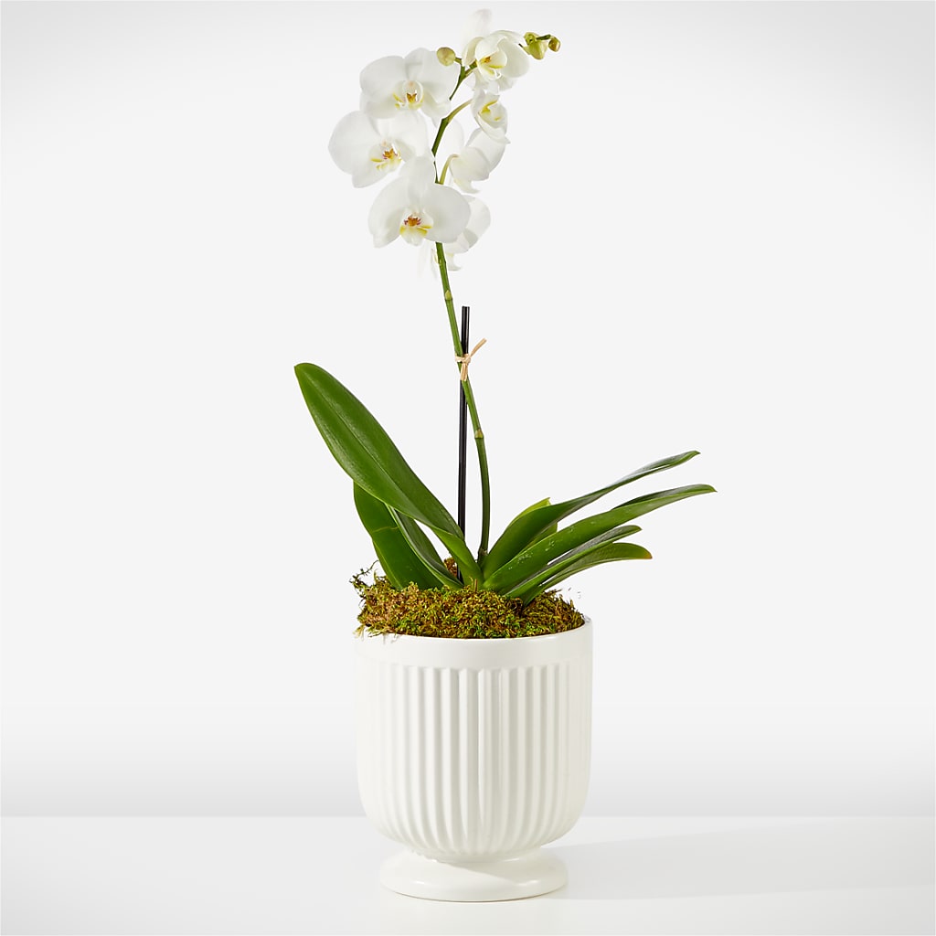 Whispering White Orchid – FARFANS FLOWERS & DECORATIONS LLC, Frederick MD