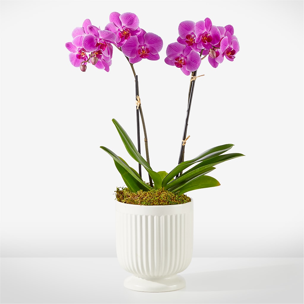 Friendly Fuchsia Orchid – FARFANS FLOWERS & DECORATIONS LLC, Frederick MD