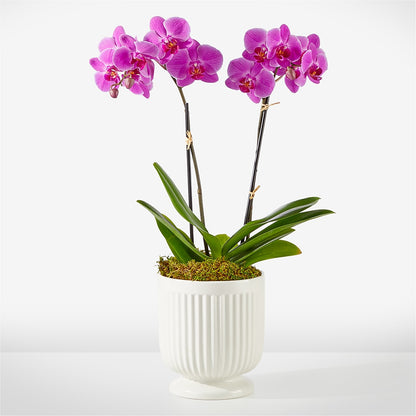 Friendly Fuchsia Orchid – FARFANS FLOWERS & DECORATIONS LLC, Frederick MD