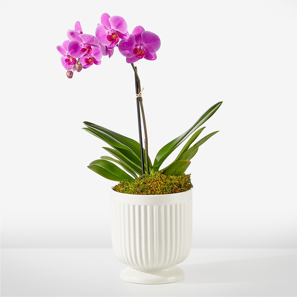 Friendly Fuchsia Orchid – FARFANS FLOWERS & DECORATIONS LLC, Frederick MD