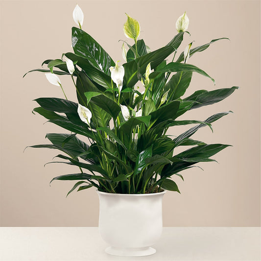 Comfort Planter – FARFANS FLOWERS & DECORATIONS LLC, Frederick MD