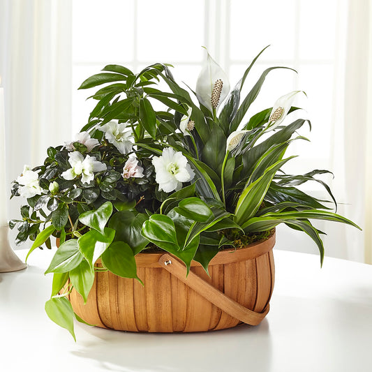 Serene Dishgarden – FARFANS FLOWERS & DECORATIONS LLC, Frederick MD