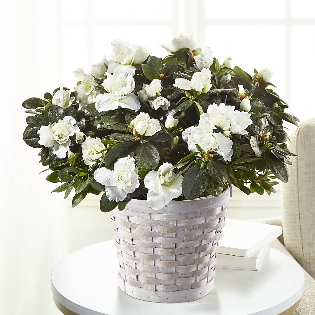 White Azalea Plant – FARFANS FLOWERS & DECORATIONS LLC, Frederick MD