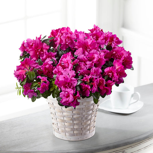 Hope & Serenity Azalea Plant – FARFANS FLOWERS & DECORATIONS LLC, Frederick MD