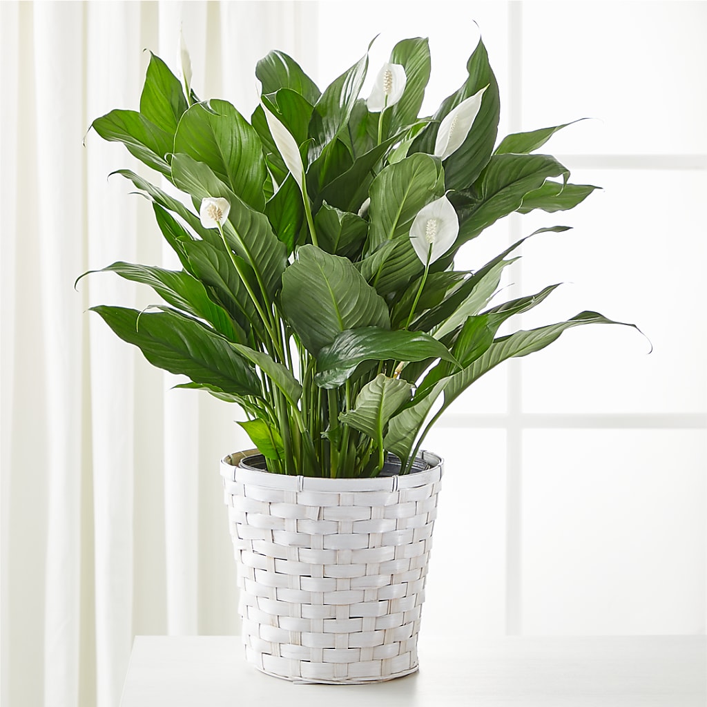A New Leaf Peace Lily – FARFANS FLOWERS & DECORATIONS LLC, Frederick MD