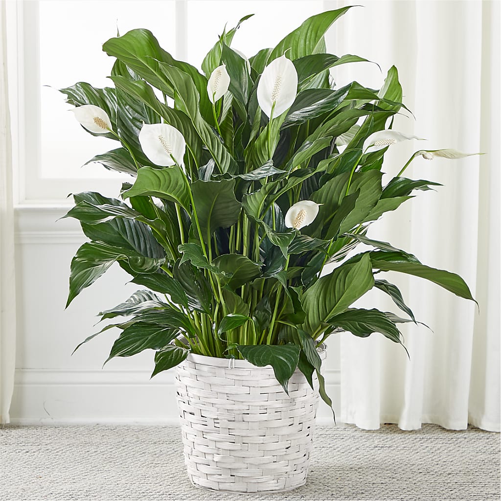 A New Leaf Peace Lily – FARFANS FLOWERS & DECORATIONS LLC, Frederick MD