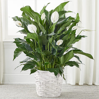 A New Leaf Peace Lily – FARFANS FLOWERS & DECORATIONS LLC, Frederick MD