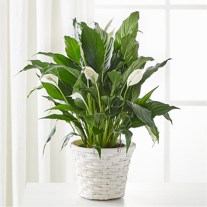 A New Leaf Peace Lily – FARFANS FLOWERS & DECORATIONS LLC, Frederick MD
