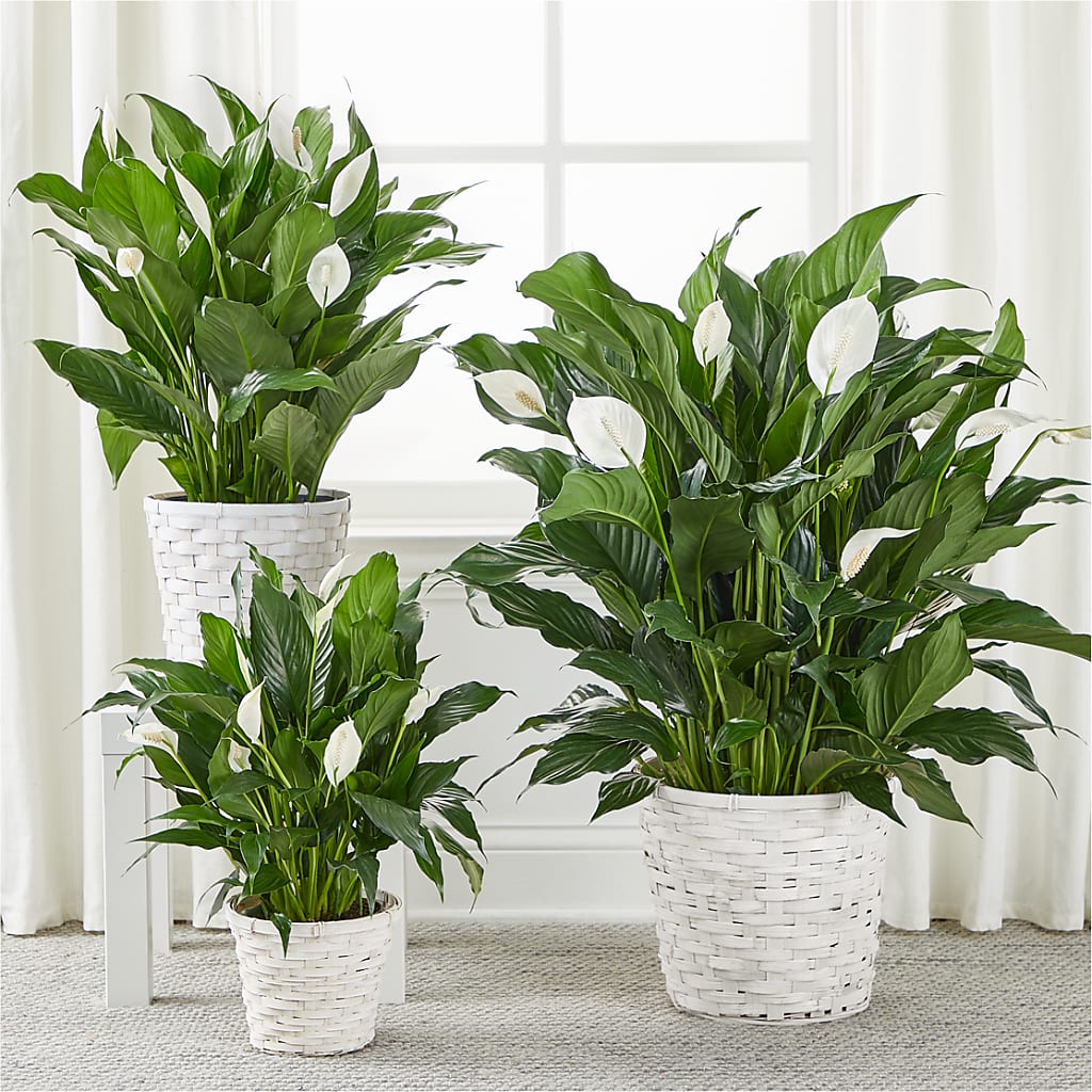 A New Leaf Peace Lily – FARFANS FLOWERS & DECORATIONS LLC, Frederick MD