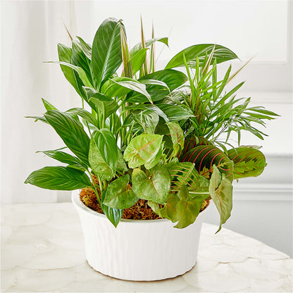Balance & Harmony Dishgarden – FARFANS FLOWERS & DECORATIONS LLC, Frederick MD