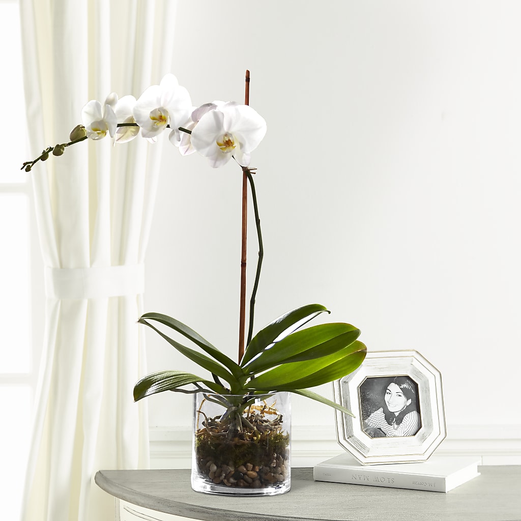 White Orchid Planter – FARFANS FLOWERS & DECORATIONS LLC, Frederick MD
