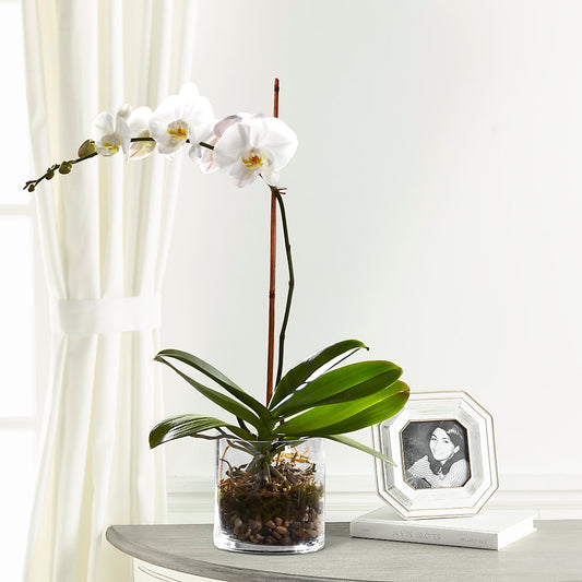 White Orchid Planter – FARFANS FLOWERS & DECORATIONS LLC, Frederick MD