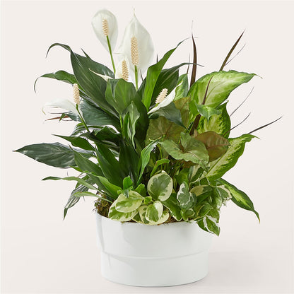 Radiating Positivity Dishgarden – FARFANS FLOWERS & DECORATIONS LLC, Frederick MD